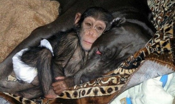 A Loving Dog With An Orphaned Chimp
