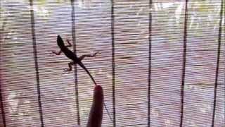 Gecko – Varadero, Cuba